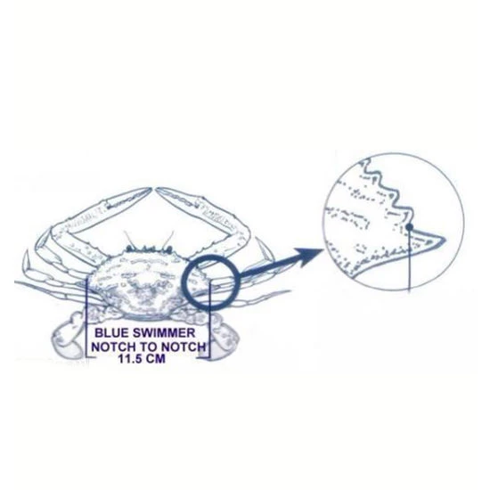 Surecatch Crab Measure For Muddies & Sandies-New Crab Ruler/Gauge 5 Surecatch Crab Measure For Muddies & Sandies-New Crab Ruler/Gauge - Image 4