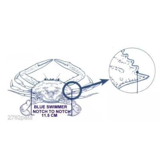 Surecatch Crab Measure For Muddies & Sandies-New Crab Ruler/Gauge 6 Surecatch Crab Measure For Muddies & Sandies-New Crab Ruler/Gauge - Image 5